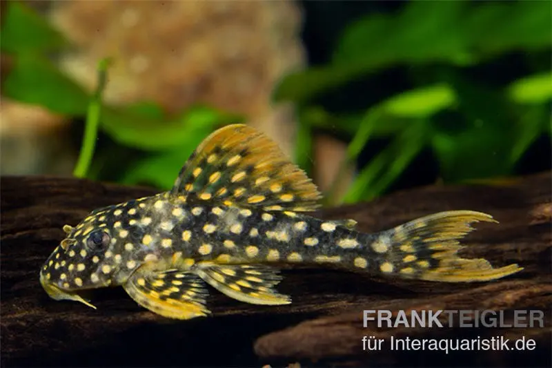 Sunshine Pleco, silure-pleco soleil, L14, Scobiancistrus aureatus, 4-6 cm