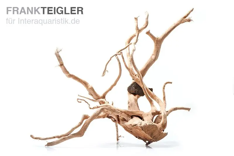 Spiderwood Stoffels grand, env. 40-50 cm
