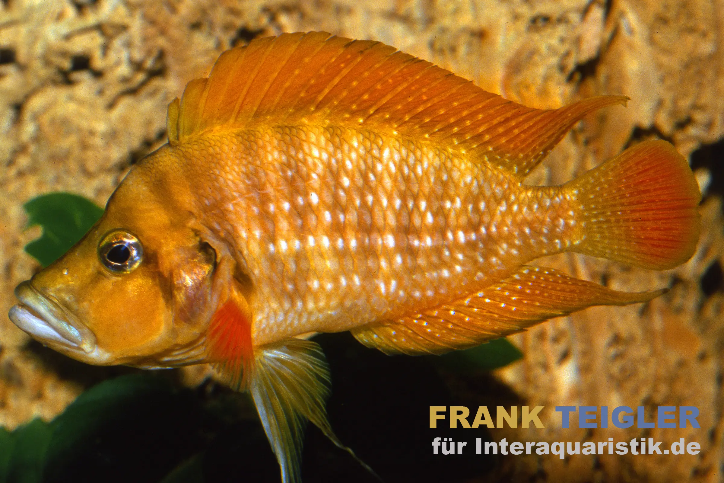 Orange gestreifter Buntbarsch im Aquarium
