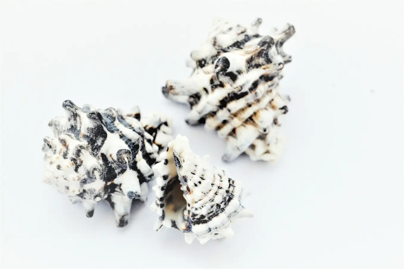 Coquille d’escargot zébrée, foncée, 4-7 cm, 3 pièces