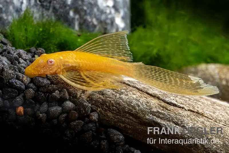Ancistrus doré à voiles, Ancistrus sp. Long fin Gold-Schleier