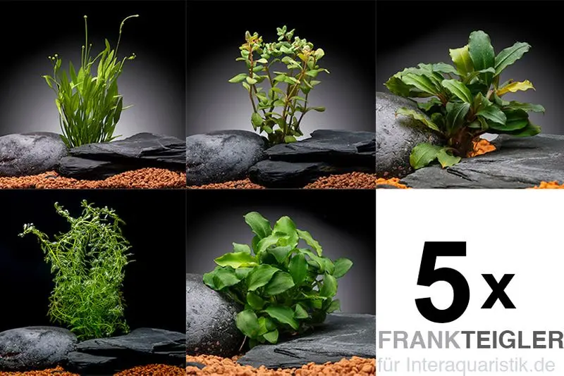 Assortiment de plantes Surprise 5 plantes en pot, lot de plantes d’aquarium