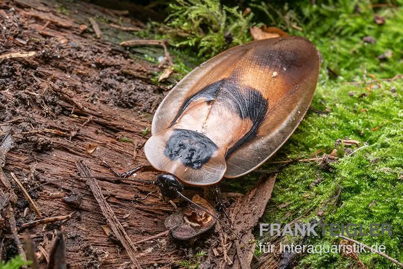 Blatte tête-de-mort « White Wing », Blaberus craniifer