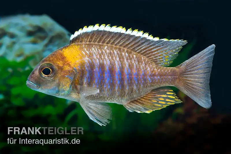 Lethrinops micrentodon MAKOKOLA, élevage allemand