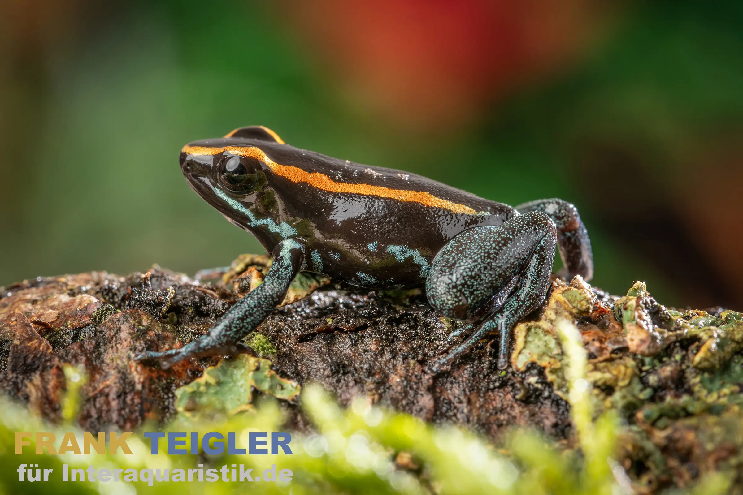Dendrobate à flancs rayés, Phyllobates vittatus