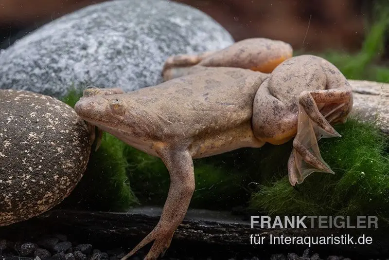 Grenouille à griffes bamileke, Xenopus eyesoole