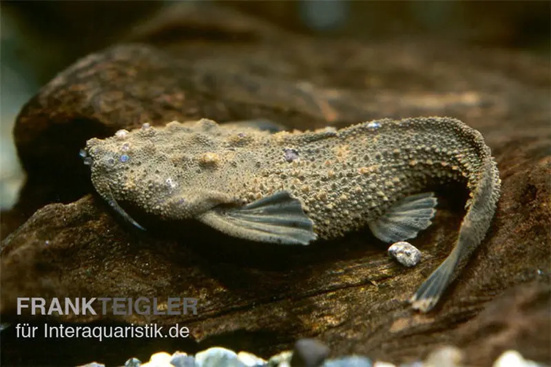 Poisson-chat poêle du Rio Negro, Amaralia hypsiura (Rareté !)