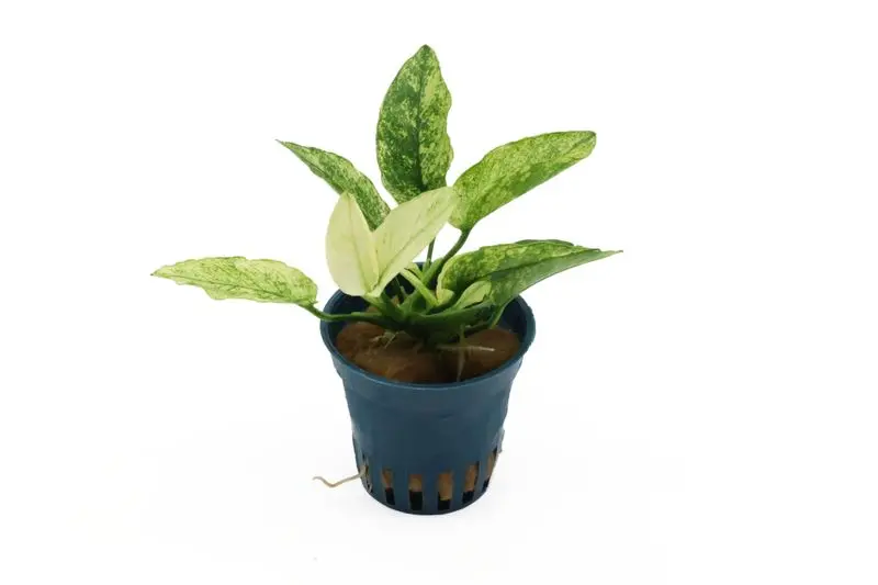 Petite anubia panachée, Anubias barteri var. nana « Pinto », en pot