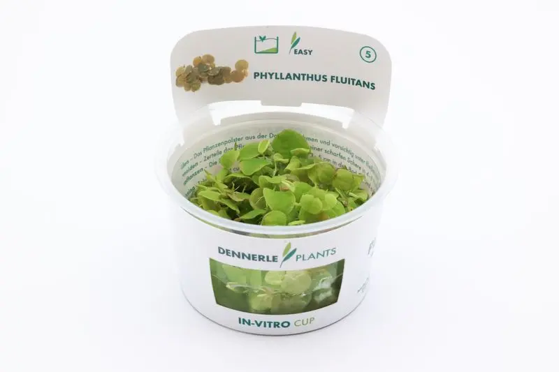 Euphorbe aquatique, Phyllanthus fluitans, in vitro