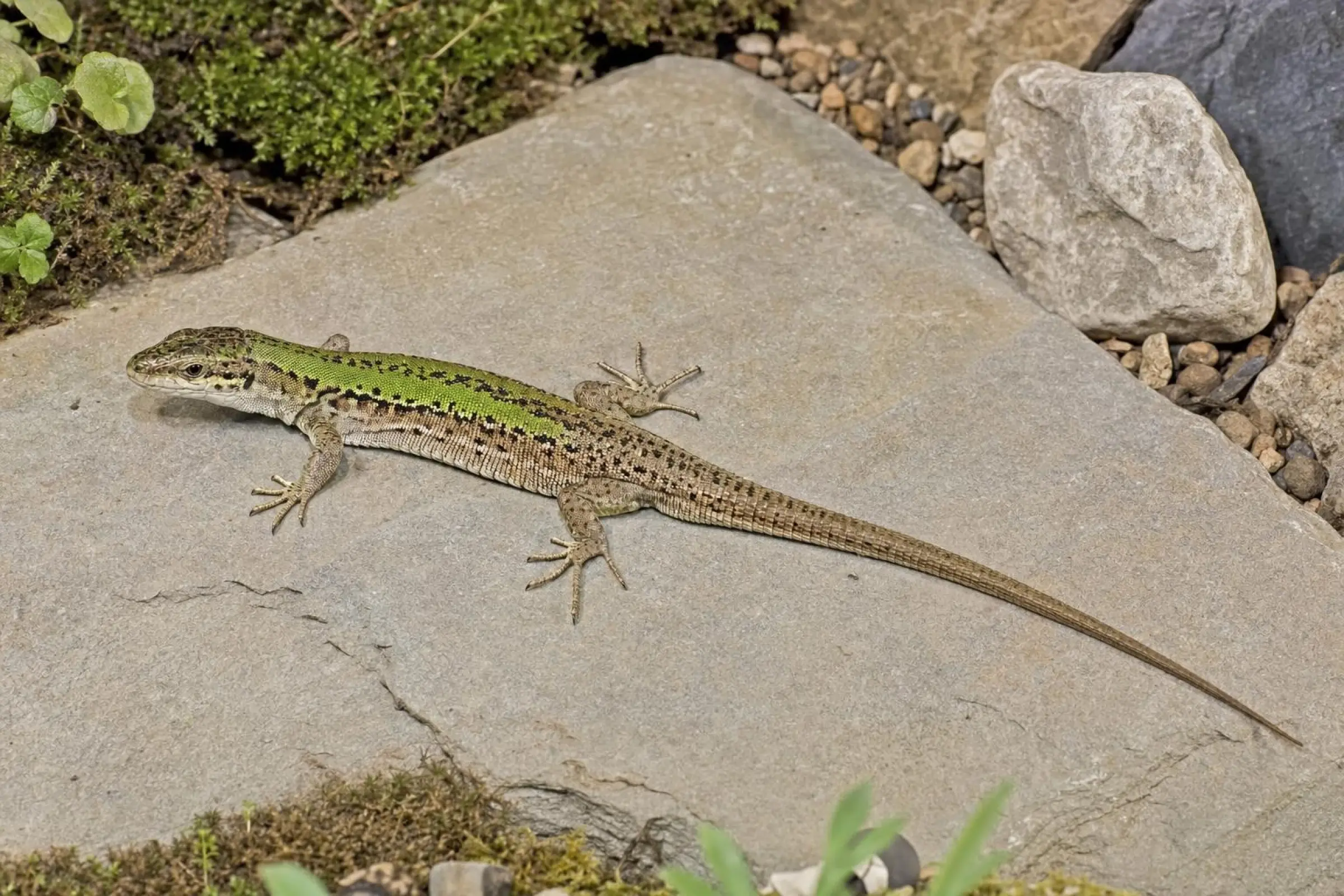 Lézard des ruines du Nord, Podarcis siculus campestris