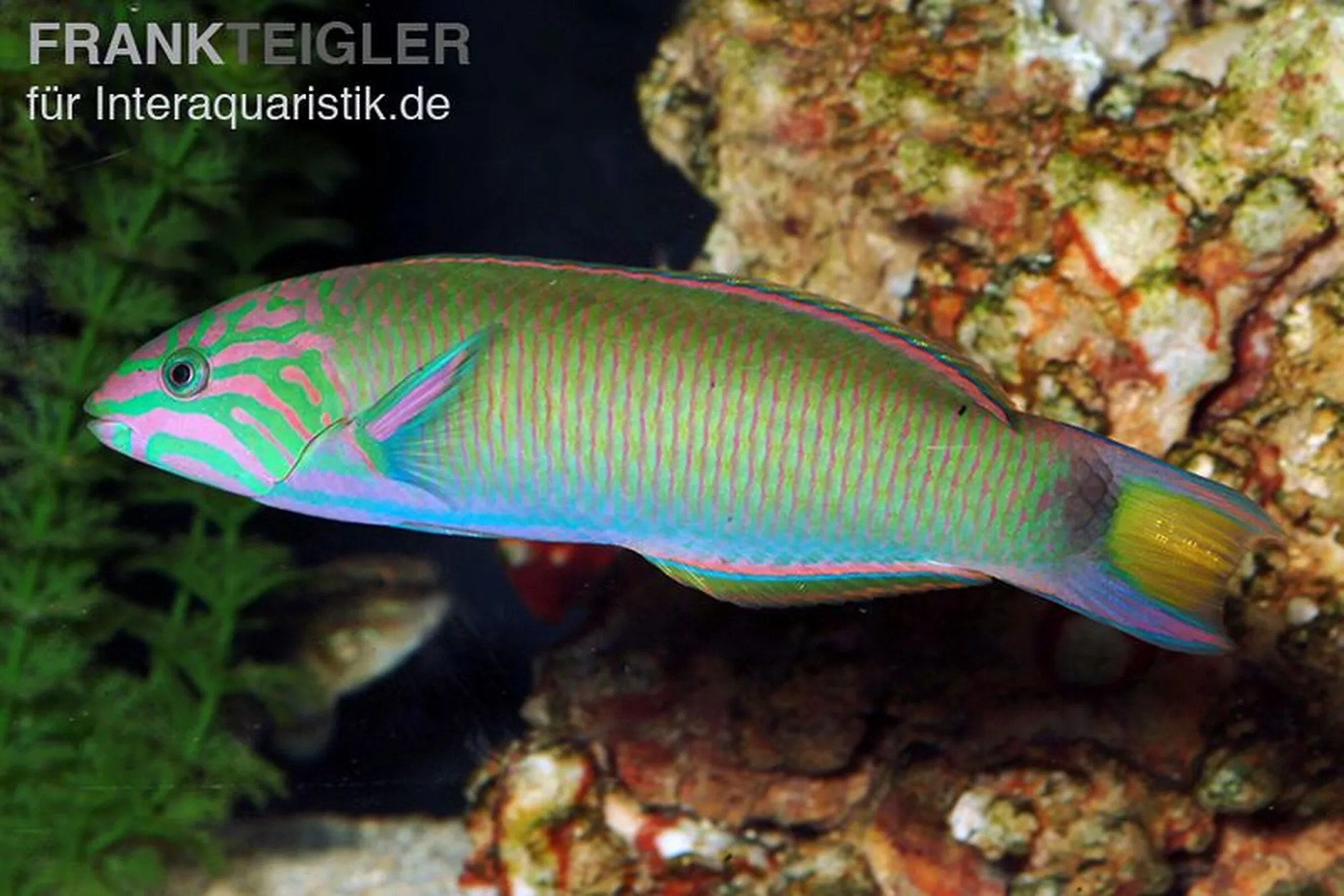 Mondsichel-Lippfisch, Thalassoma lunare