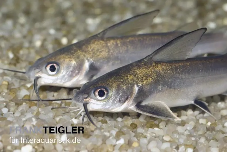 Mini-requin, Arius jordani