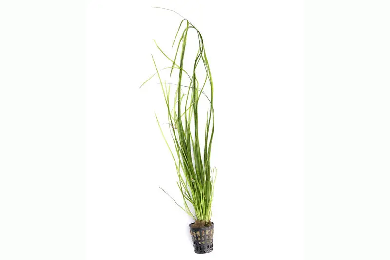 Vallisnérie à feuilles étroites, Vallisneria nana, en pot