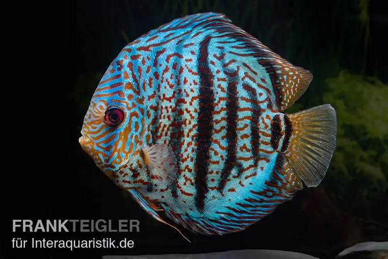 Discus élevage asiatique, Symphysodon discus Red spotted green