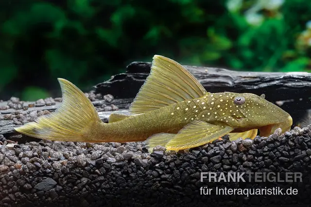 Silure fantôme jaune, L200, Hemiancistrus subviridis, 8 cm