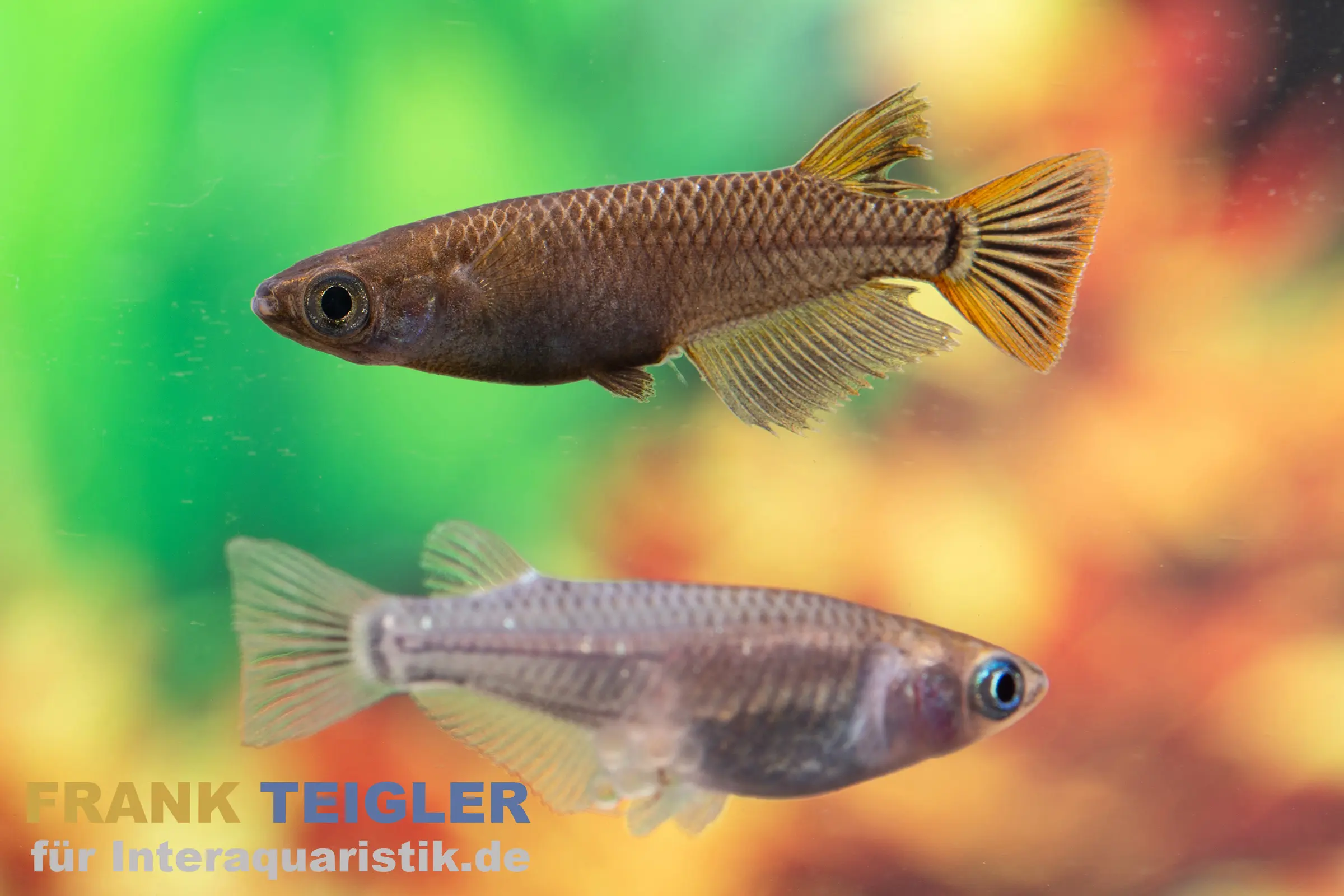 Medaka gris tacheté, Oryzias latipes Grey Sparkled