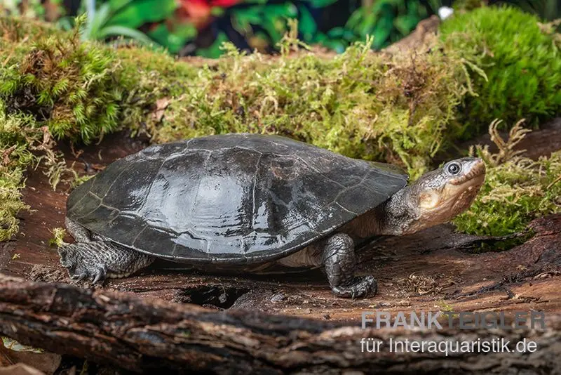 Tortue bossue, Phrynops gibbus