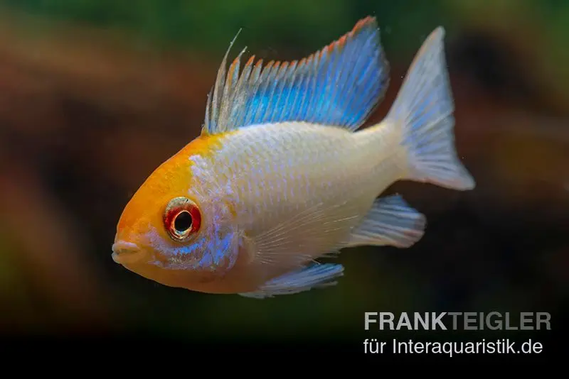 Cichlidé papillon Néon bleu tête dorée, Mikrogeophagus ramirezi