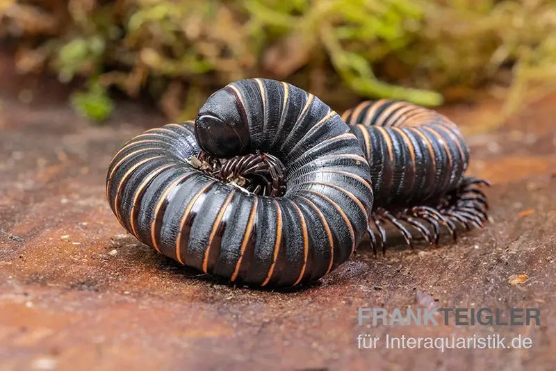 Mille-pattes rose rayé, Odontostreptus sjoestedti