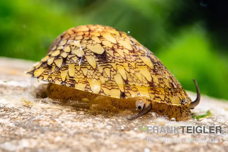 Escargot patelle de Taïwan, Septaria sp. Taïwan