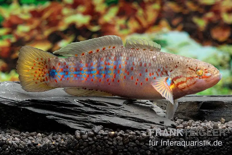 Gobie dormeur, Mogurnda cingulata