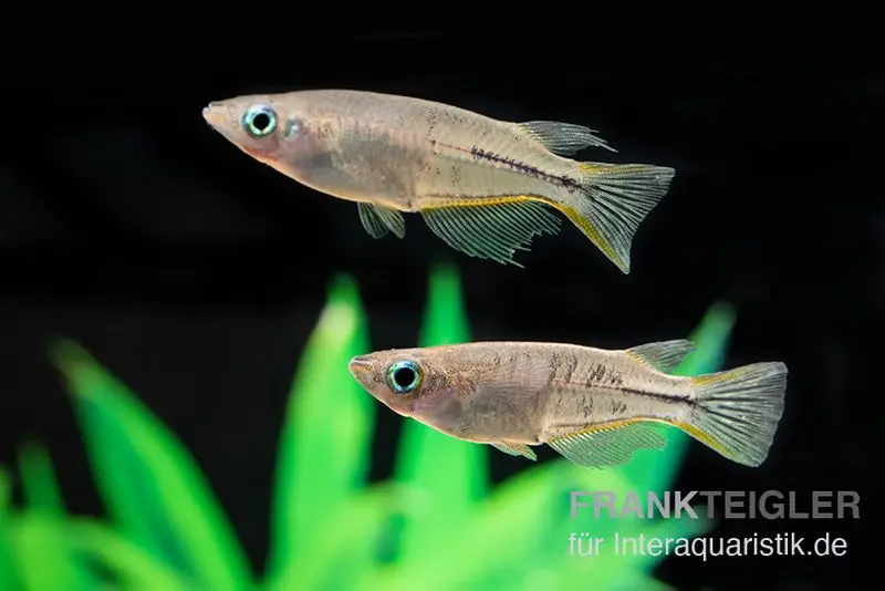 Poisson riz de Célèbes, Oryzias celebensis
