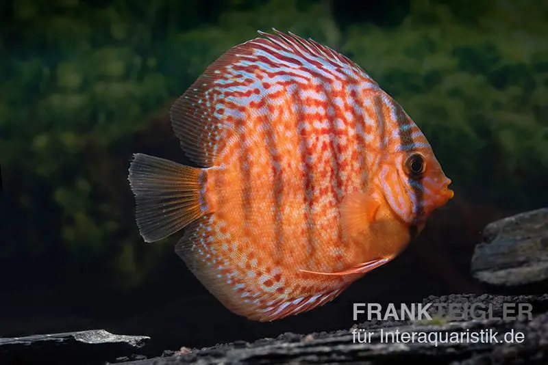 Discus élevage asiatique, Symphysodon discus Super red turquoise