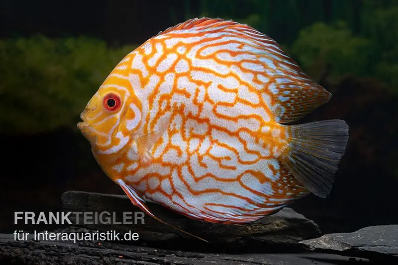 Discus élevage asiatique, Symphysodon discus Checkerboard