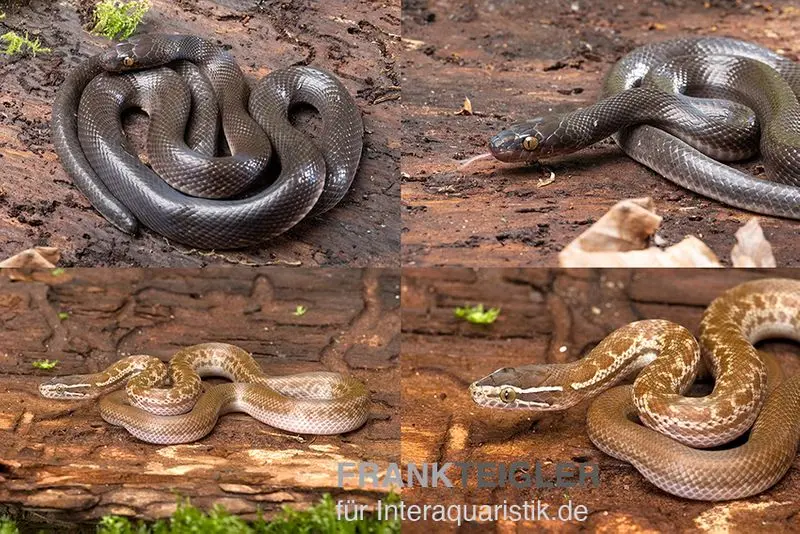 Serpent des maisons africain, Lamprophis fuliginosus, serpent domestique noir