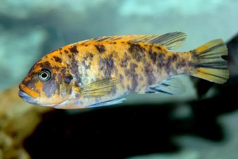 Maylandia estherae OB, Pseudotropheus estherae ORANGE BLOTCHED, élevage allemand