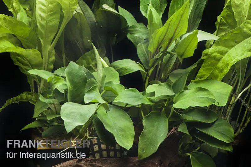 Assortiment de plantes d’aquarium « Ombre » pour aquarium de 60 cm, set de plantes d’aquarium