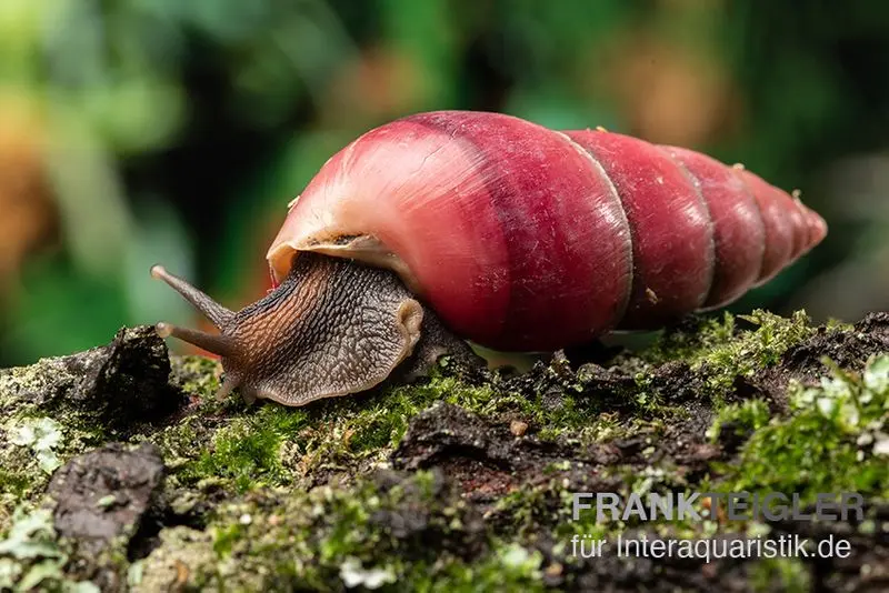 Escargot domestique rouge, Limicolaria sp. « Deep Red »