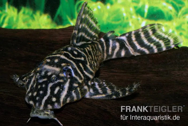 Pléco zébré colombien, L129, Hypancistrus debilittera, 4-6 cm