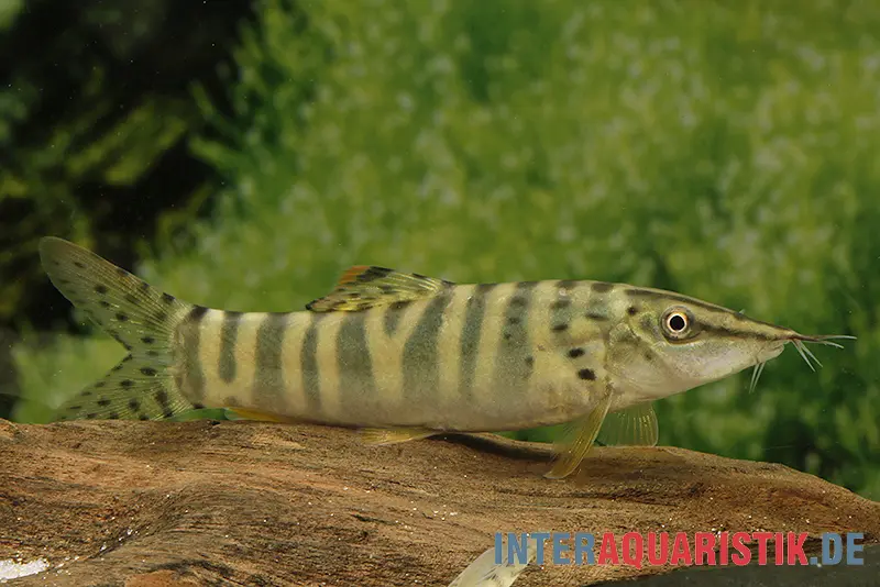 Loche tigre, Botia helodes, 6-9 cm