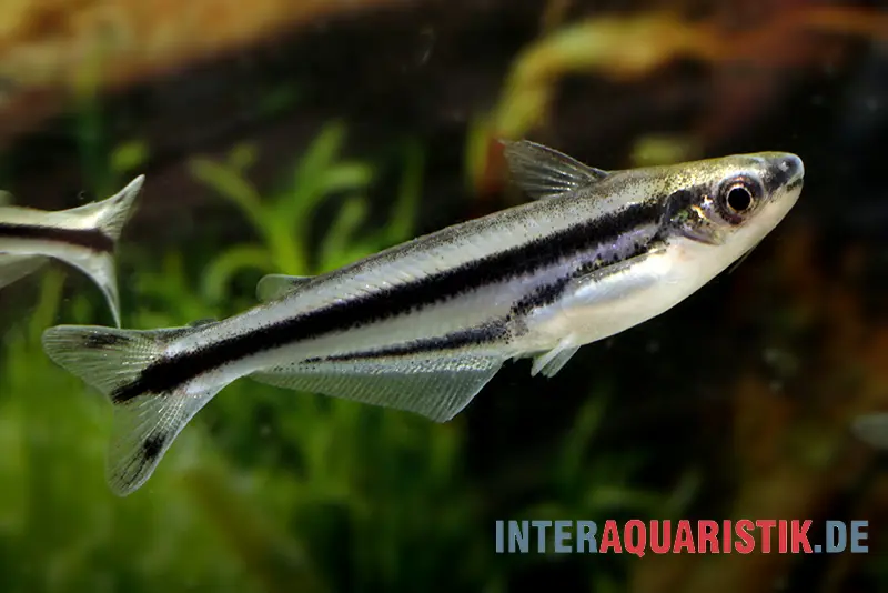 Poisson-chat de verre africain, Pareutropius debauwi, 4-6 cm