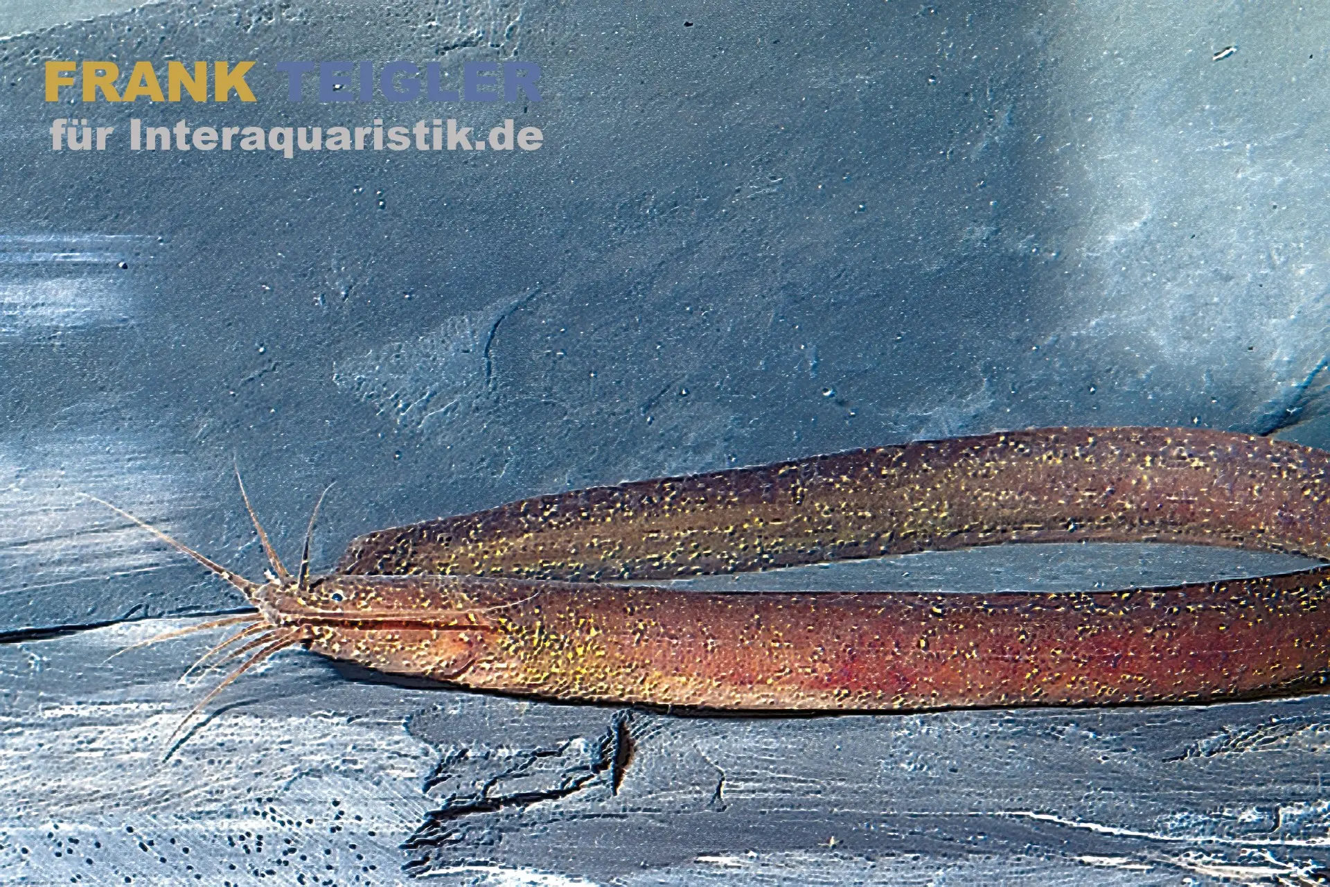 Silure anguille africain, Channallabes apus, 12-14 cm