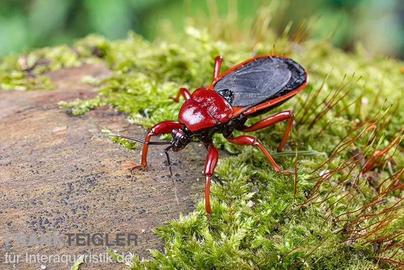 Punaise assassine rouge, Ectrichodia sp. Nigeria
