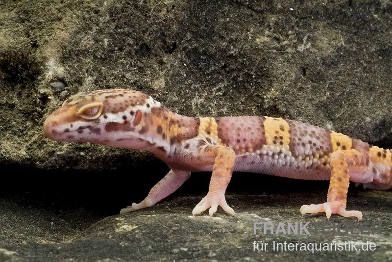 Gecko léopard, Eublepharis macularius, TREMPER ALBINO