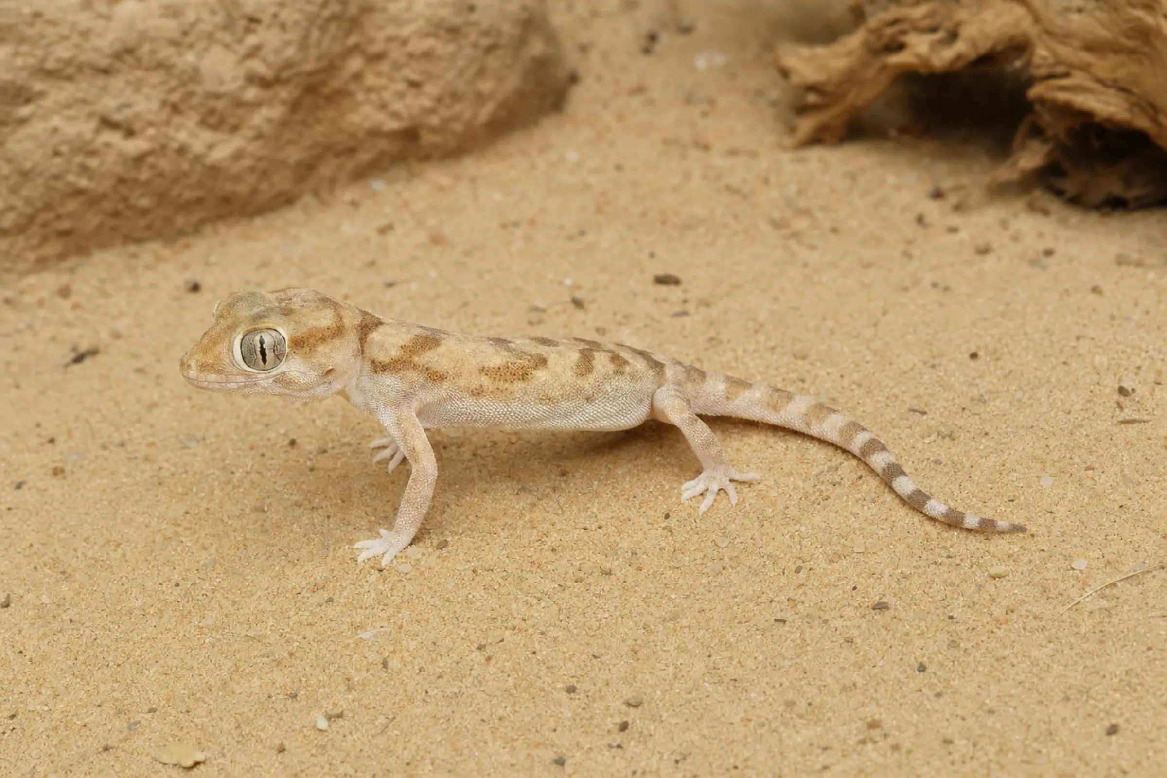 Gecko à doigts fins « Assouan », Stenodactylus sthenodactylus