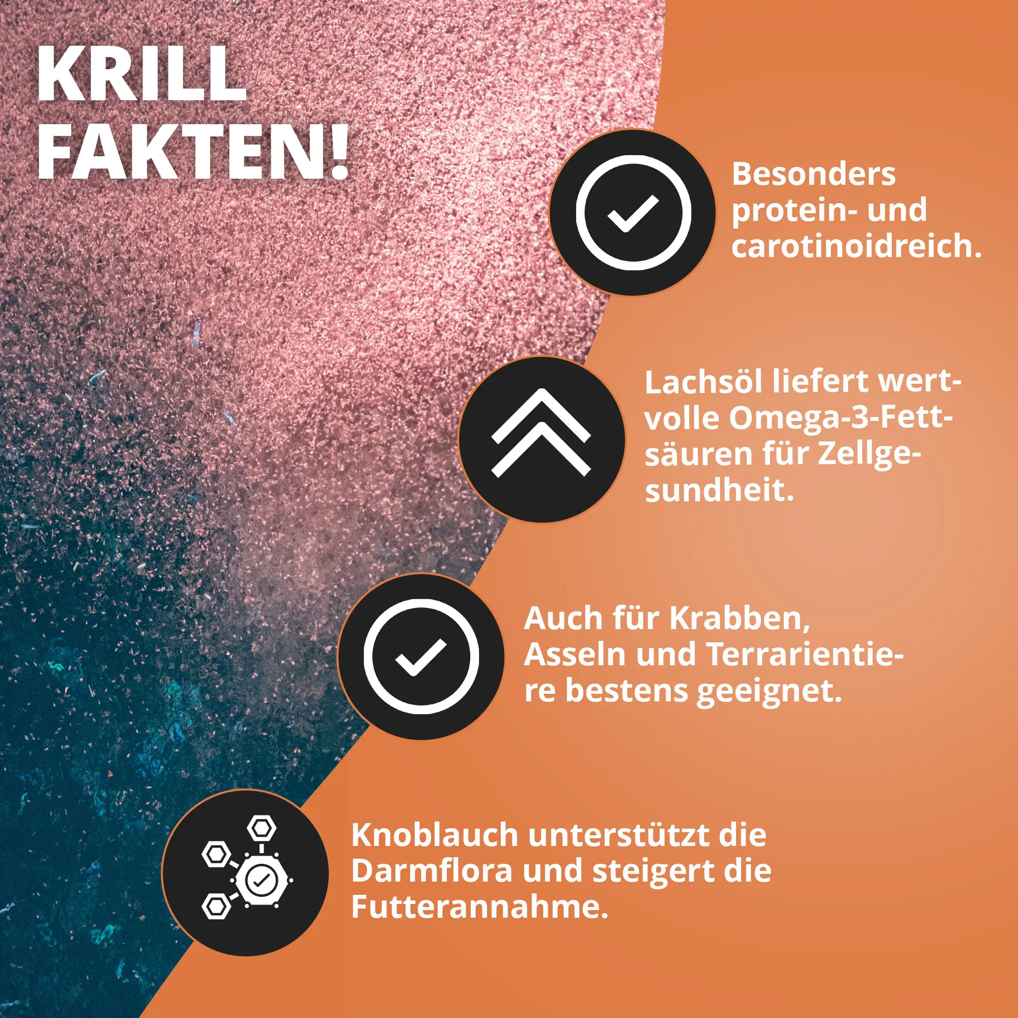 Krill-Infografik: Protein, Carotinoide, Omega-3, Knoblauch