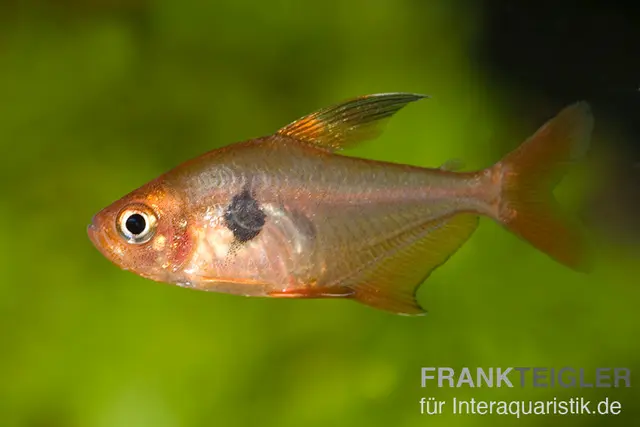 Tétra fantôme rouge, Hyphessobrycon sweglesi