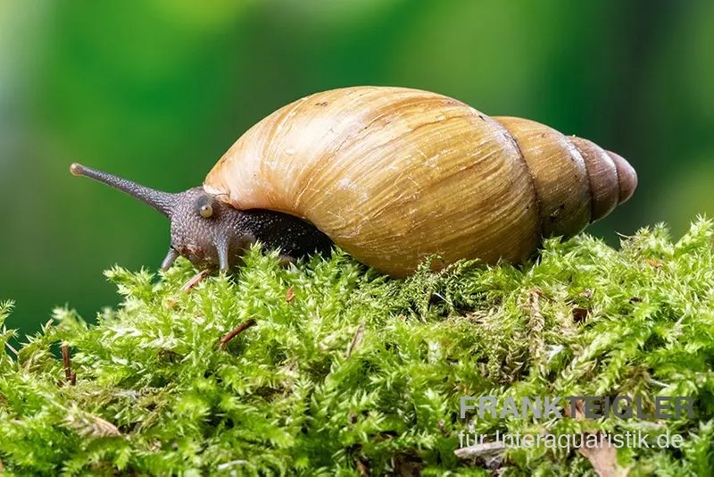 Achatine naine, Archachatina papyracea
