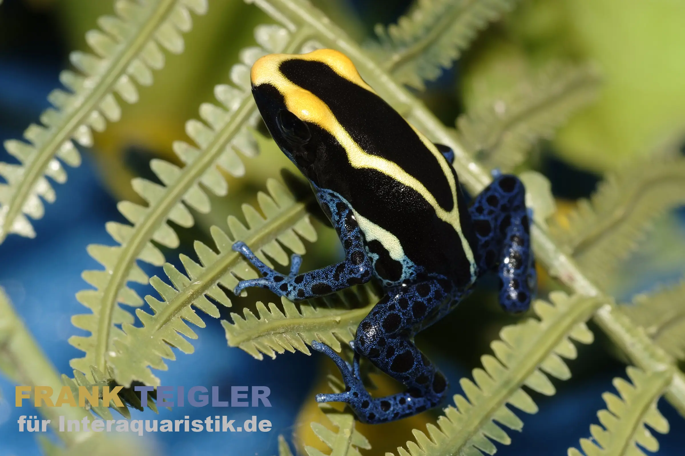 Grenouille dendrobate Cobalt, Dendrobates tinctorius