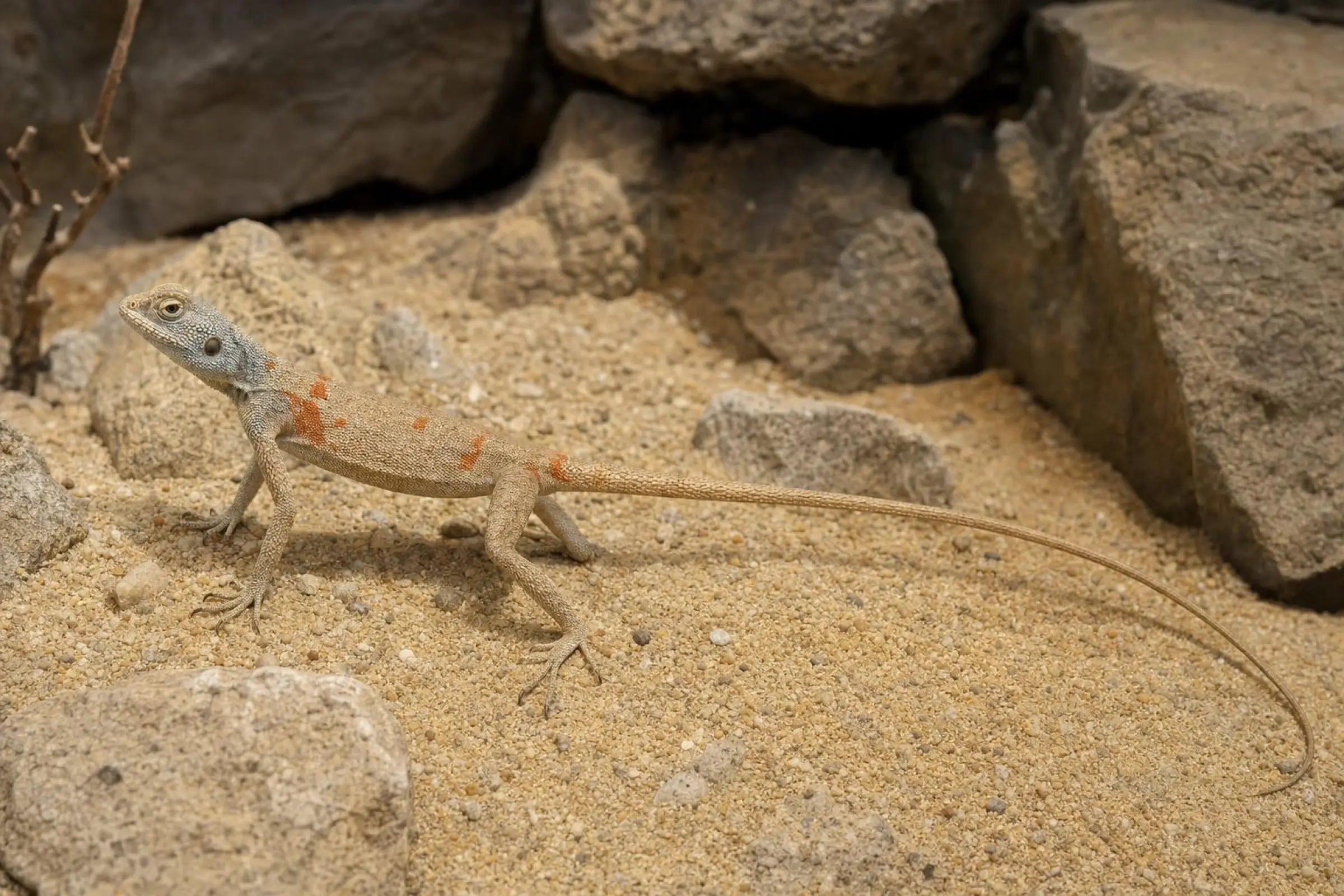 Agame du Sinaï, Pseudotrapelus sinatus