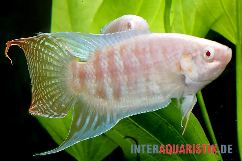 Poisson paradis albinos, Macropodus opercularis