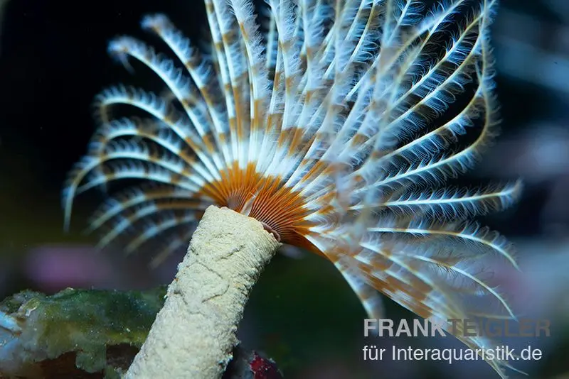 Mix de vers tubicoles, Sabellastarte indica