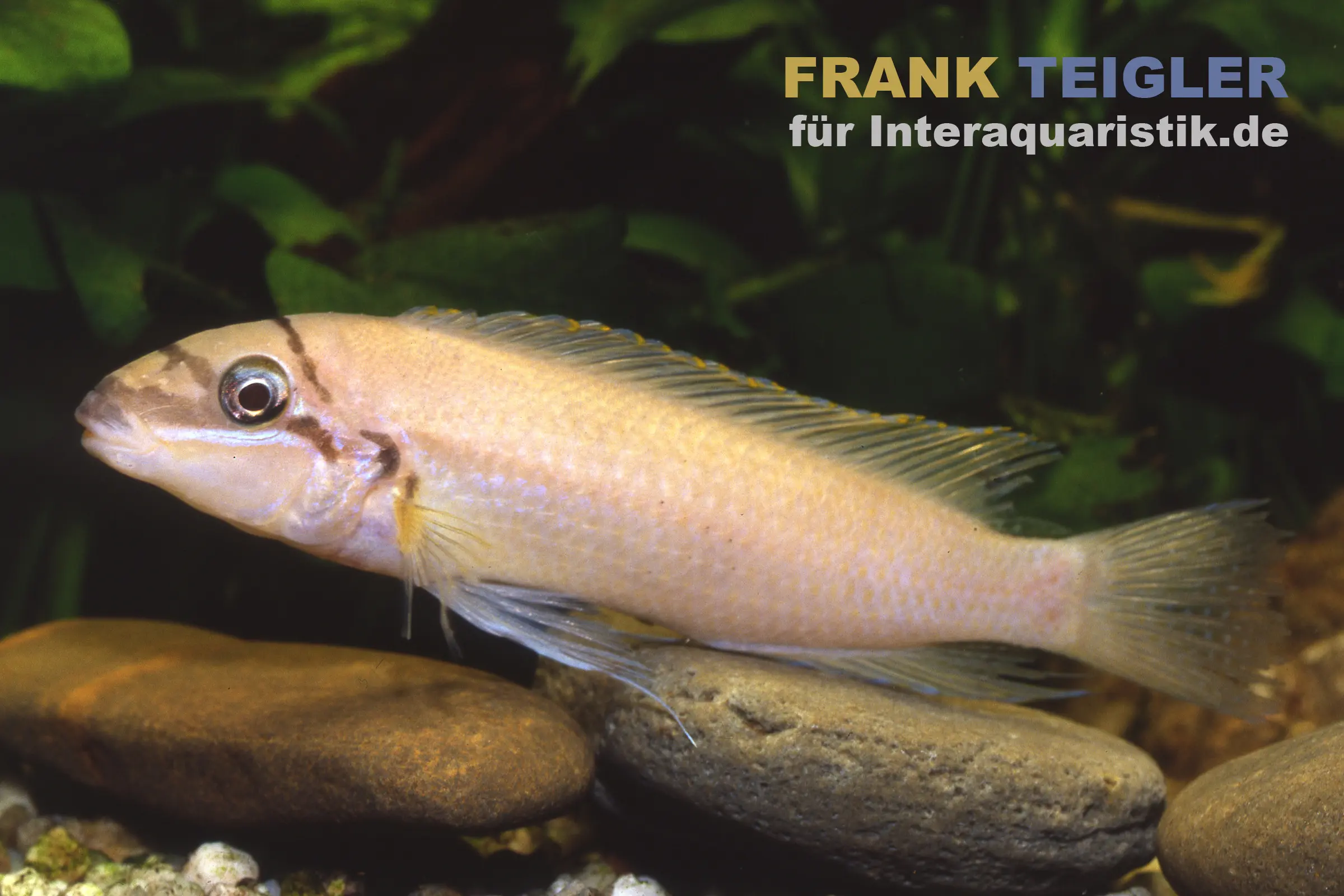 Cichlidé élancé de Brichard, Chalinochromis brichardi