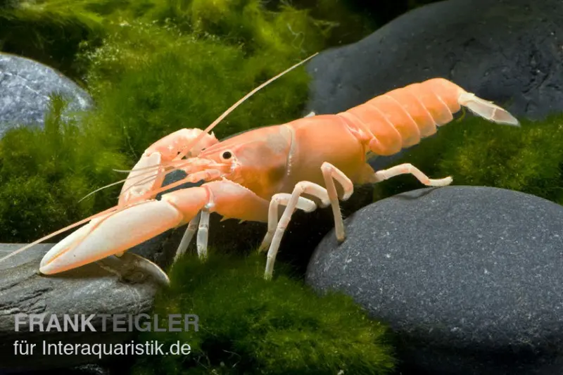 Écrevisse abricot, Cherax holthuisi