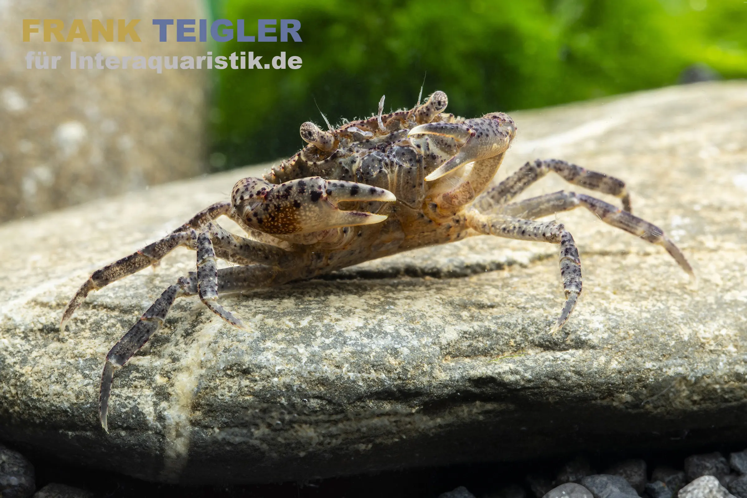 Crabe des rizières, Siamthelphusa ranongensis