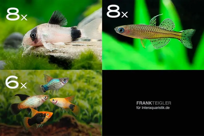 Assortiment de poissons d’ornement pour eau dure pour 80 cm